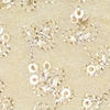 Cream Art Silk Blouse